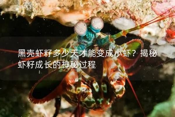 黑殼蝦籽多少天才能變成小蝦？揭秘蝦籽成長的神秘過程